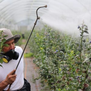 Pesticides