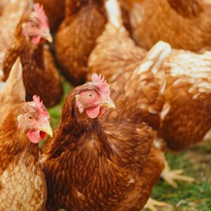 Poultry