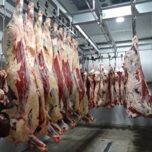beef, cow, slaughterhouse-1884301.jpg